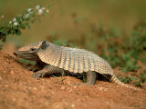 Yellow Armadillo, Pantanal, Brazil Lámina fotográfica por Berndt Fischer