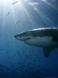 Great White Shark, Guadalupe Island, Mexico Photographic Print by David B. Fleetham