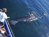 Great White Shark, Seal Island, South Africa, Atlantic Ocean Photographie par Chris And Monique Fallows