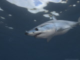 Mako Shark, Cape Point, Atlantic Ocean Photographie par Chris And Monique Fallows