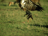 Black-Backed Jackal, Attacking White-Backed Vulture, Kenya Lámina fotográfica por Berndt Fischer