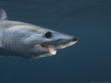 Mako Shark, Cape Point, Atlantic Ocean Photographie par Chris And Monique Fallows