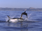 Great White Shark, Breaches on Cape Fur Seal at Seal Island, South Africa, Atlantic Ocean Photographie par Chris And Monique Fallows