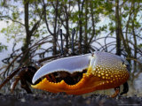 Fiddler Crab, Indonesia Photographic Print by David B. Fleetham