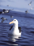 Diomadea Melanophris, Cape Point, Atlantic Ocean Photographie par Chris And Monique Fallows