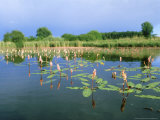 Amphibious Bistort in Pond, Bavaria Photographie par Berndt Fischer