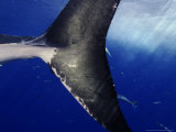Great White Shark, Guadalupe Island, Mexico Photographic Print by David B. Fleetham