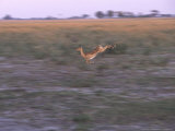 Impala, Botswana Lámina fotográfica por Chris And Monique Fallows Impala, Botswana Lámina fotográfica por Chris And Monique Fallows