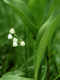 Lily-Of-The-Valley, Convallaria Majalis Photographic Print by Bob Gibbons