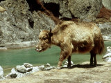 Domestic Yak, Khumbu Everest Region, Nepal Lámina fotográfica por Paul Franklin Domestic Yak, Khumbu Everest Region, Nepal Lámina fotográfica por Paul Franklin