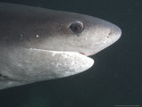 Spotted Sevengill Cow Shark, False Bay, Atlantic Ocean Photographie par Chris And Monique Fallows