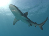 Silvertip Shark, Mozambique Channel, Indian Ocean Photographic Print by Chris And Monique Fallows