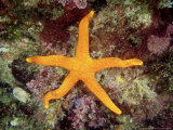 Seastar, Kangaroo Island, Australia Lámina fotográfica por Karen Gowlett-holmes