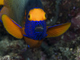 Yellowmask Angelfish or Blueface Angelfish, Mabul Island, Malaysia Photographic Print by David B. Fleetham
