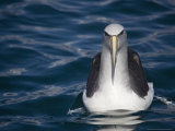 Diomedea Salvini in Flight, South Island, New Zealand Photographie par Bob Gibbons