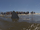 Copper Shark, Swims in the Shoreline as Beach Goers Look On, South Africa, Atlantic Ocean Photographie par Chris And Monique Fallows