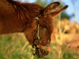 Donkey, Lake Bafa, Western Turkey Lámina fotográfica por Berndt Fischer Donkey, Lake Bafa, Western Turkey Lámina fotográfica por Berndt Fischer