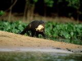 Giant Otter, with Piranha, Brazil Lámina fotográfica por Berndt Fischer Giant Otter, with Piranha, Brazil Lámina fotográfica por Berndt Fischer