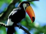 Toco Toucan, Iguacu National Park, Brazil Photographic Print by Berndt Fischer