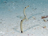 Spotted Garden Eels, Indonesia Fotografie-Druck von David B. Fleetham