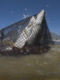 Copper Shark, Caught in Beach Seine Net, South Africa, Atlantic Ocean Photographie par Chris And Monique Fallows