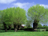 Black Poplars, Camers Green, Worcs Photographic Print by Bob Gibbons