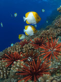 Slate Pencil Sea Urchins, Hawaii Fotografie-Druck von David B. Fleetham