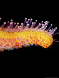 Seastar, Arm Tip, South Australia Lámina fotográfica por Karen Gowlett-holmes Seastar, Arm Tip, South Australia Lámina fotográfica por Karen Gowlett-holmes
