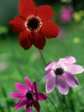 Anemone Coronaria and Anemone Pavonia, Lake Bafa, Western Turkey Photographic Print by Berndt Fischer