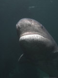 Spotted Sevengill Cow Shark, False Bay, Atlantic Ocean Photographie par Chris And Monique Fallows