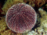 White-Tip Sea Urchin, Sicily, Mediterranean Sea Fotografie-Druck von Karen Gowlett-holmes