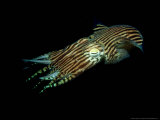 Pin-Stripe Squid, Edithburgh, Australia Fotografisk tryk af Karen Gowlett-holmes