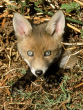 Red Fox Photographic Print by Mark Hamblin