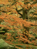 Common Beech, Autumn Colour, UK Photographic Print by Mark Hamblin