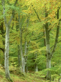 Beech Woodland in Autumn, Strathspey, UK Photographic Print by Mark Hamblin