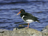 Oystercatcher, Adult Standing on Rock, Scotland Lámina fotográfica por Mark Hamblin