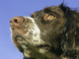 Springer Spaniel, Scotland Lámina fotográfica por Mark Hamblin Springer Spaniel, Scotland Lámina fotográfica por Mark Hamblin