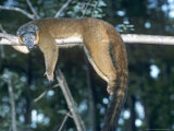 Collared Lemur, Female, Dupc Photographic Print by David Haring