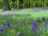 Campanules Photographie par Mark Hamblin