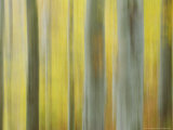 Common Beech, Impression of Woodlands, Scotland Photographic Print by Mark Hamblin