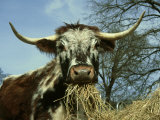 Longhorn Cattle, UK Photographic Print by Mark Hamblin