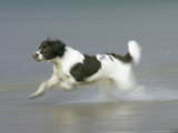 Springer Spaniel, Scotland Photographic Print by Mark Hamblin