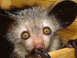 Aye-Aye, Youngster in Nestbox, Duke University Primate Center Lámina fotográfica por David Haring Aye-Aye, Youngster in Nestbox, Duke University Primate Center Lámina fotográfica por David Haring
