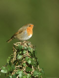 Robin, Adult Perched on Ivy Covered Stump, UK Photographie par Mark Hamblin