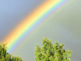 Rainbow Over Trees, Cairngorms National Park, June, Scotland Photographic Print by Mark Hamblin