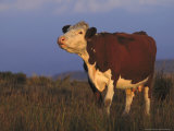 Simmental Cross Cow Mooing, Peak District, UK Photographic Print by Mark Hamblin