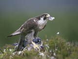 Peregrine Falcon, Plucking Pigeon, Scotland Lámina fotográfica por Mark Hamblin Peregrine Falcon, Plucking Pigeon, Scotland Lámina fotográfica por Mark Hamblin