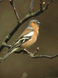 Chaffinch, Fringilla Coelebs Male Singing from Small Branch, S. Yorks Photographie par Mark Hamblin