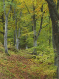 Beech Woodland in Autumn, Scotland Photographic Print by Mark Hamblin