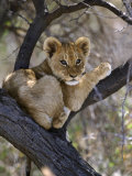 African Lion, Young Cub in Tree, Southern Africa Photographie par Mark Hamblin